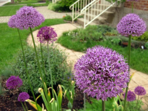 Bees are loving the alliums